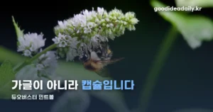 듀오버스터 — 지름 4.7mm 이중 캡슐, 운전 중에 쓰는 이유